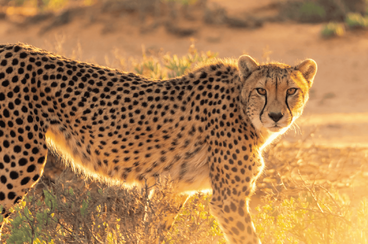 Wild Splendors: South Africa